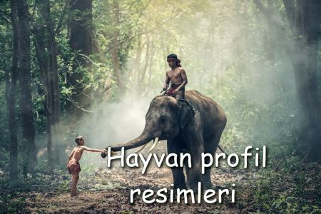 Hayvan Whatsapp Profil Resimleri 2022