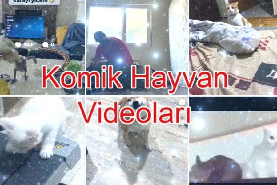 23 Çok Komik Hayvan Videoları 2023