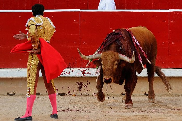 Boğayı kızdıran kırmızı renk değil, matadorun hareketleriydi!