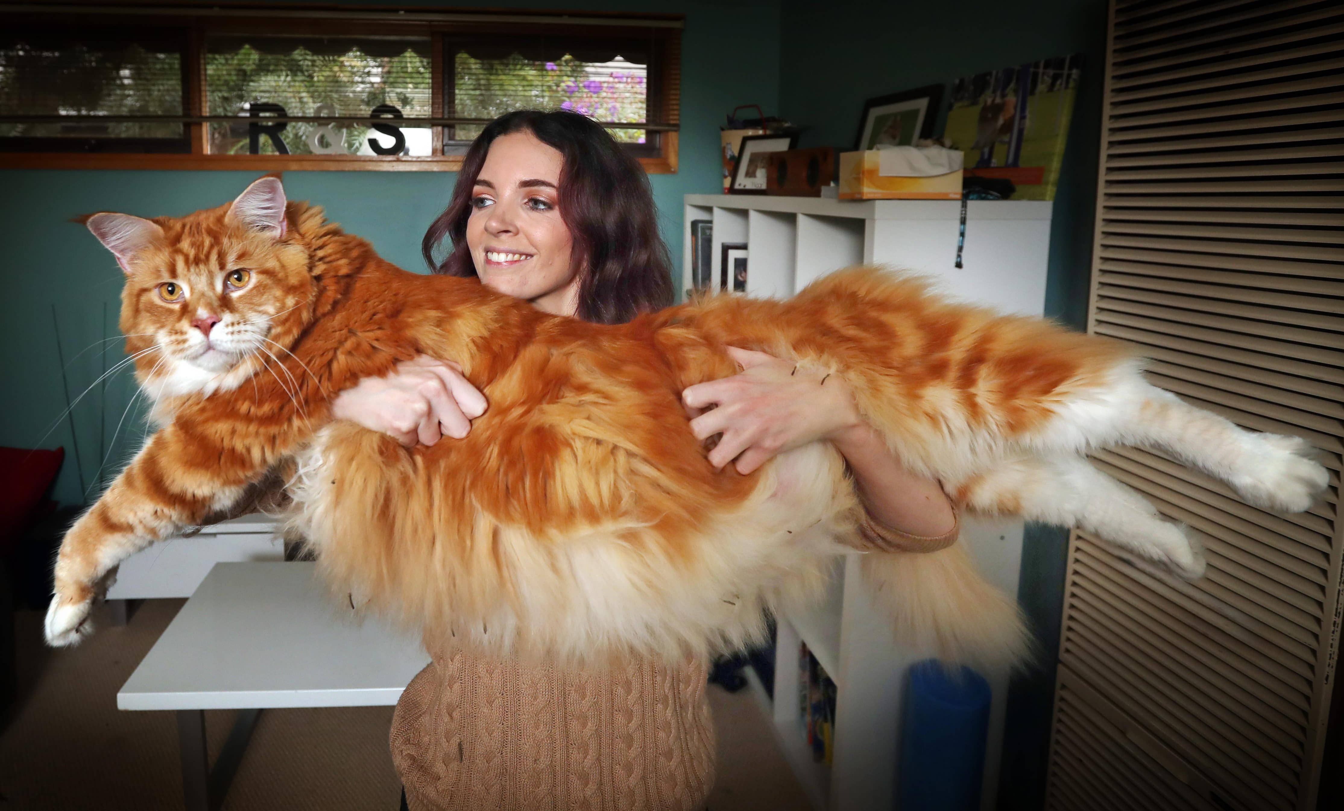 Sence dünyanın en uzun kedisi Omar kaç cm'dir?