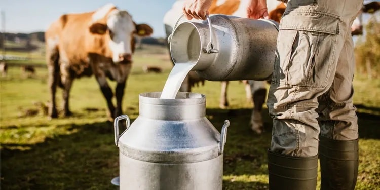Sence bir inek hayatı boyunca kaç bardak süt verir?