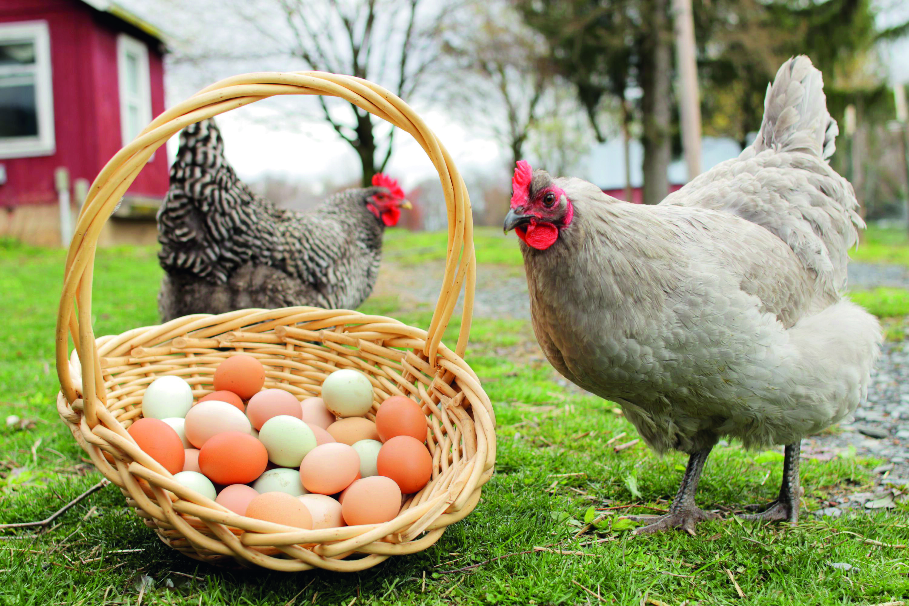 3 tavuk 3 günde 3 yumurta yumurtlar. 12 tavuk 12 günde kaç yumurta yumurtlar?