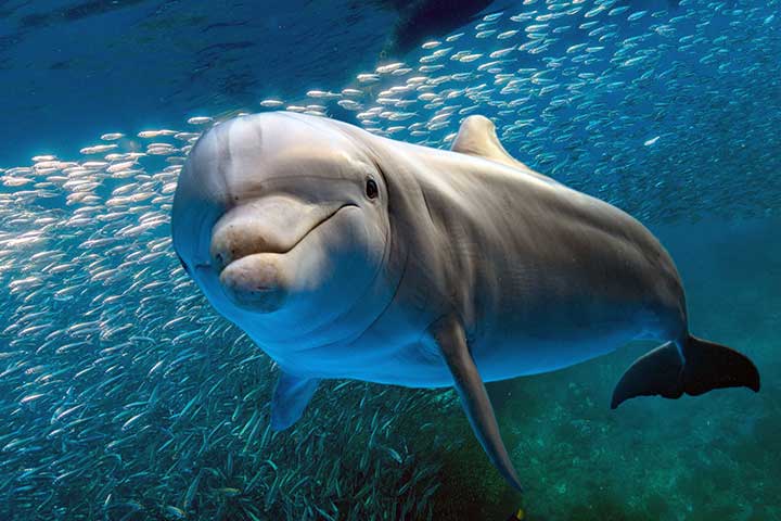 Yeni doğmuş bir mavi balina yavrusu kaç ton ağırlığındadır?