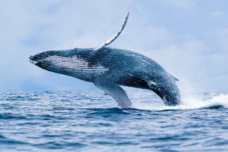 600 kiloluk bir balinanın kalbine bir insan sığabilir
