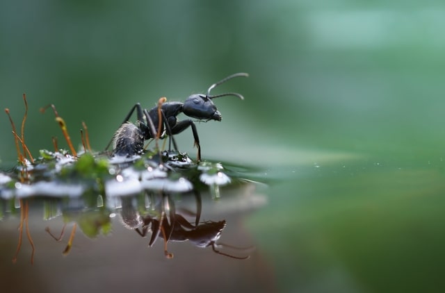 Karıncalar mecbur kaldıklarında 10 haftaya kadar su altında yaşayabilirler