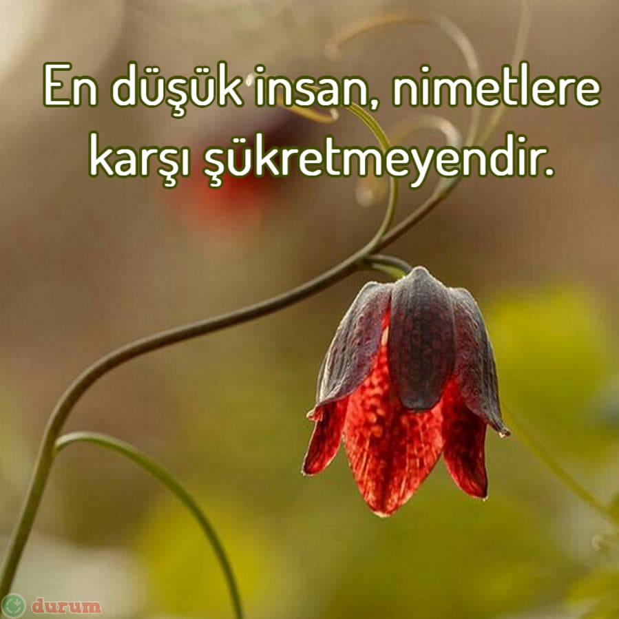 Anlamlı Hz. Hasan Sözleri