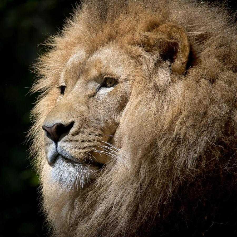 aslan resimleri
