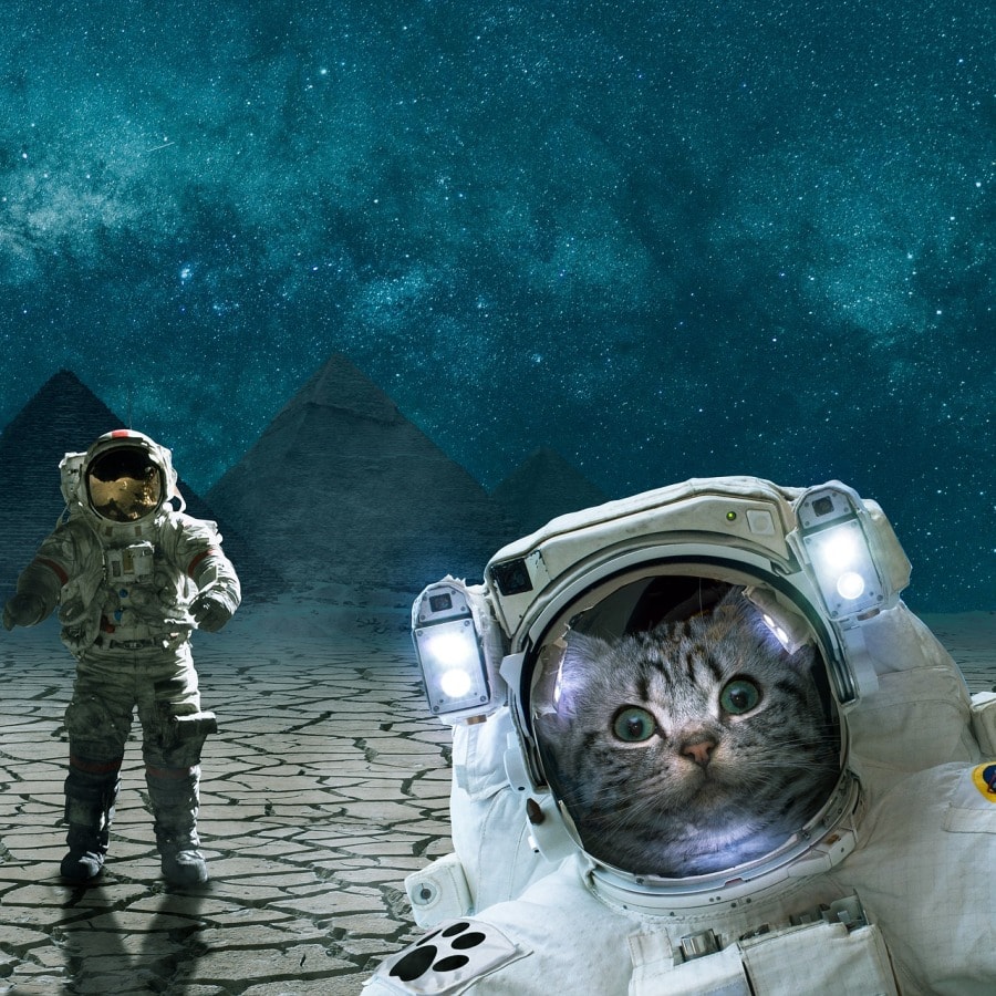 cok komik kedi