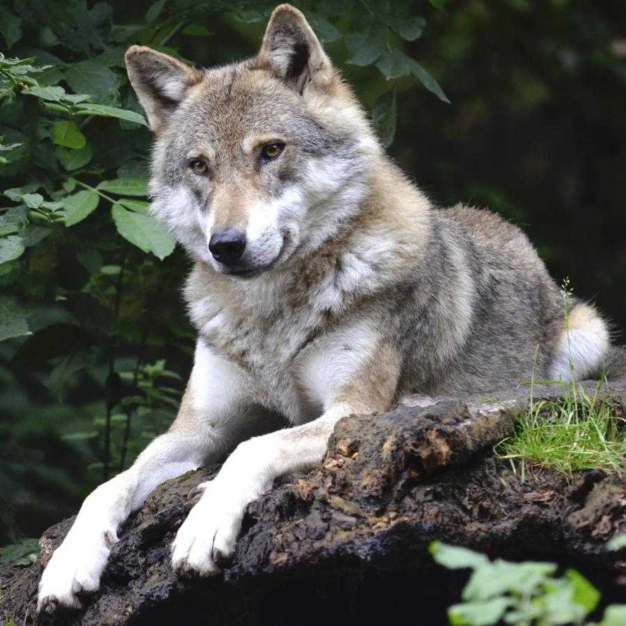 En yeni hayvan profil resimleri