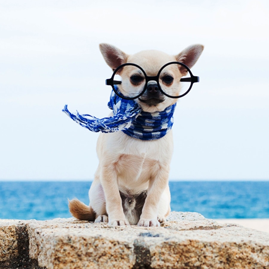 Gözlük takmış köpek resmi