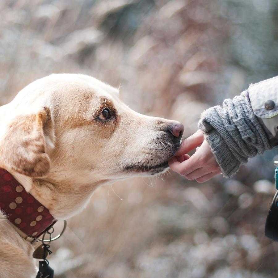 güzel köpek resimleri