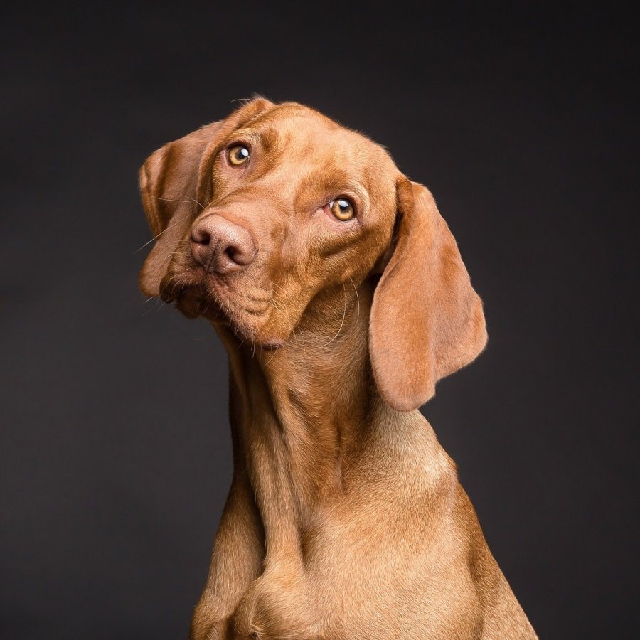 Güzel köpek