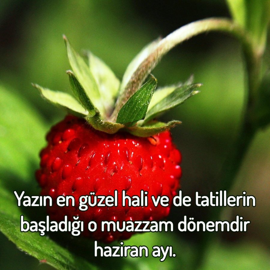 Haziran Ayı Sözleri
