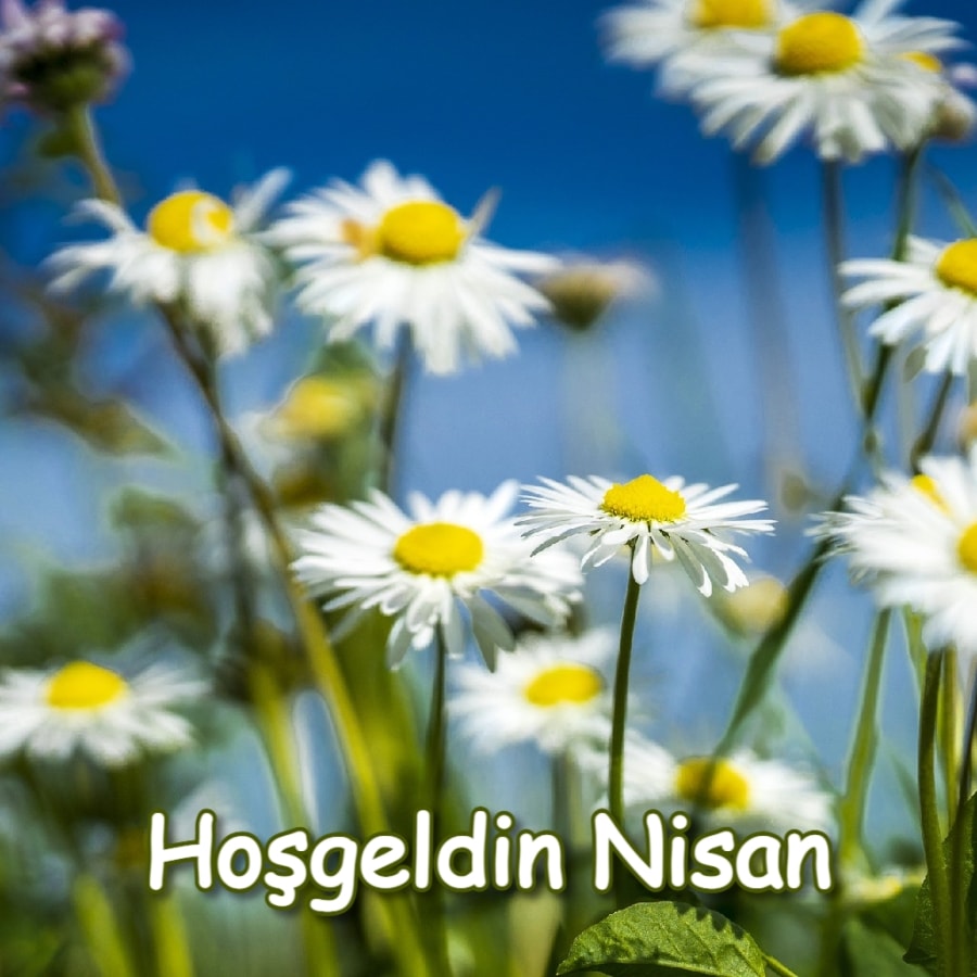 Hoşgeldin Nisan gül resmi