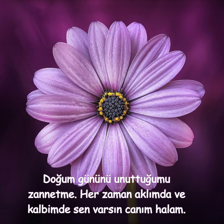  iyi ki doğdun ve iyi ki varsın halam