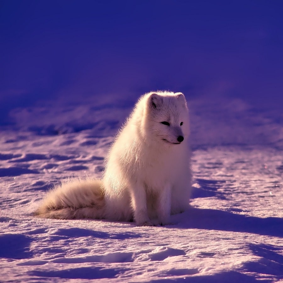 Kar ve Beyaz Köpek
