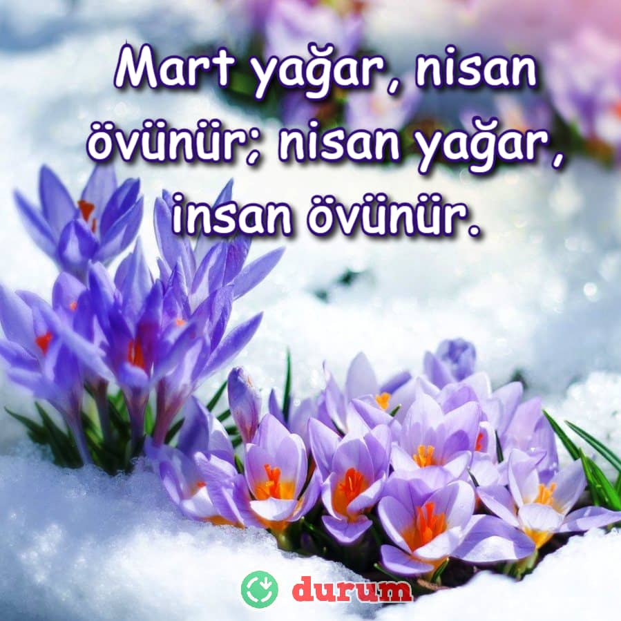 karda acan cicek