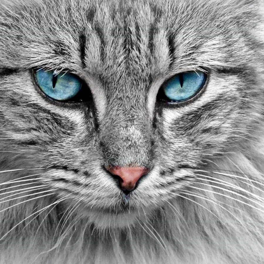 kedi resimleri