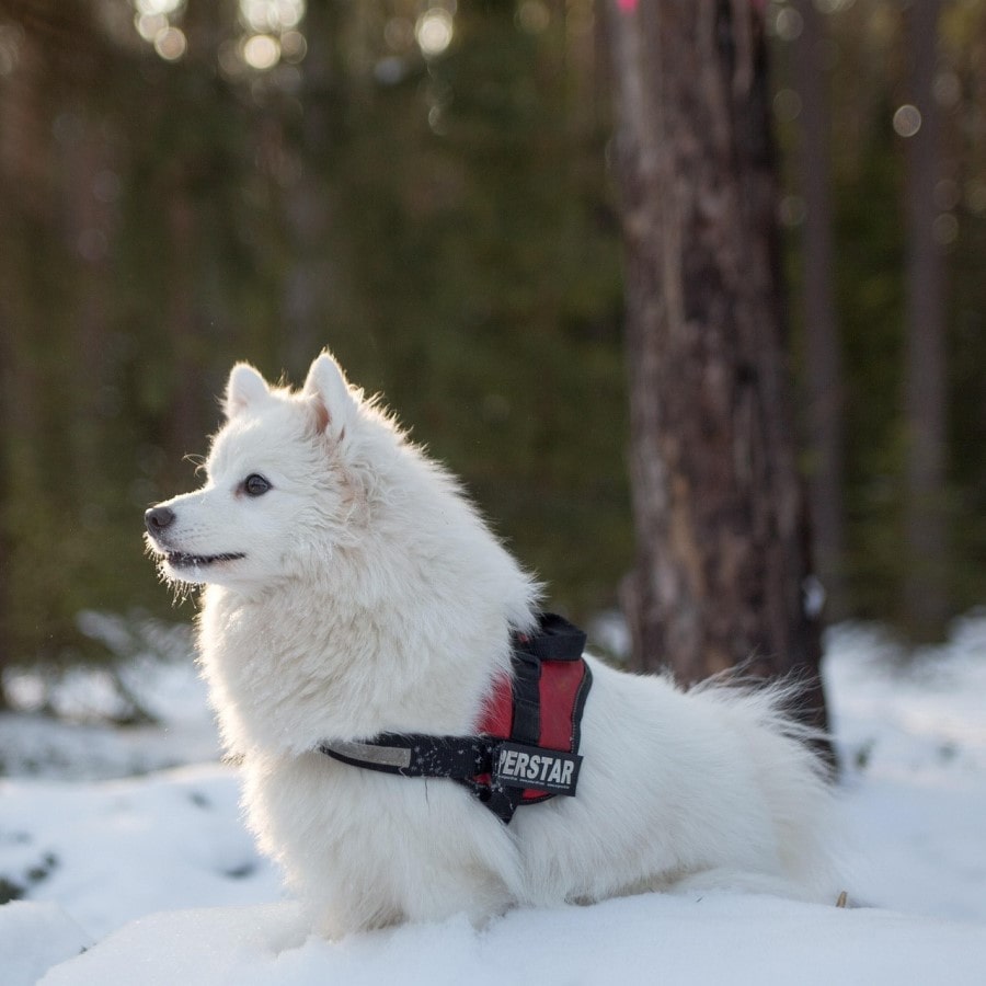 Kış Beyaz Köpek Profil Fotoğrafı