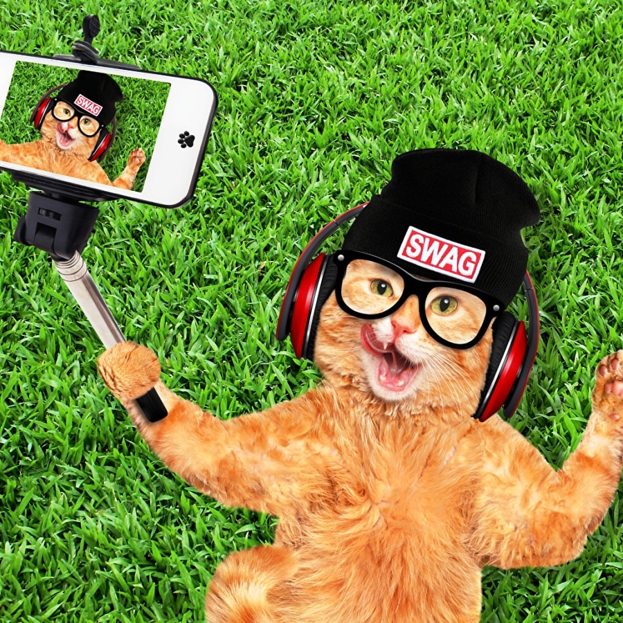 Komik Kedi resmi indir