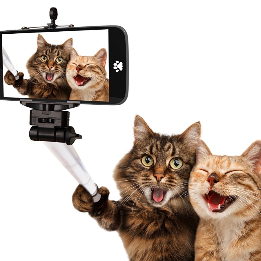 Komik kediler selfi