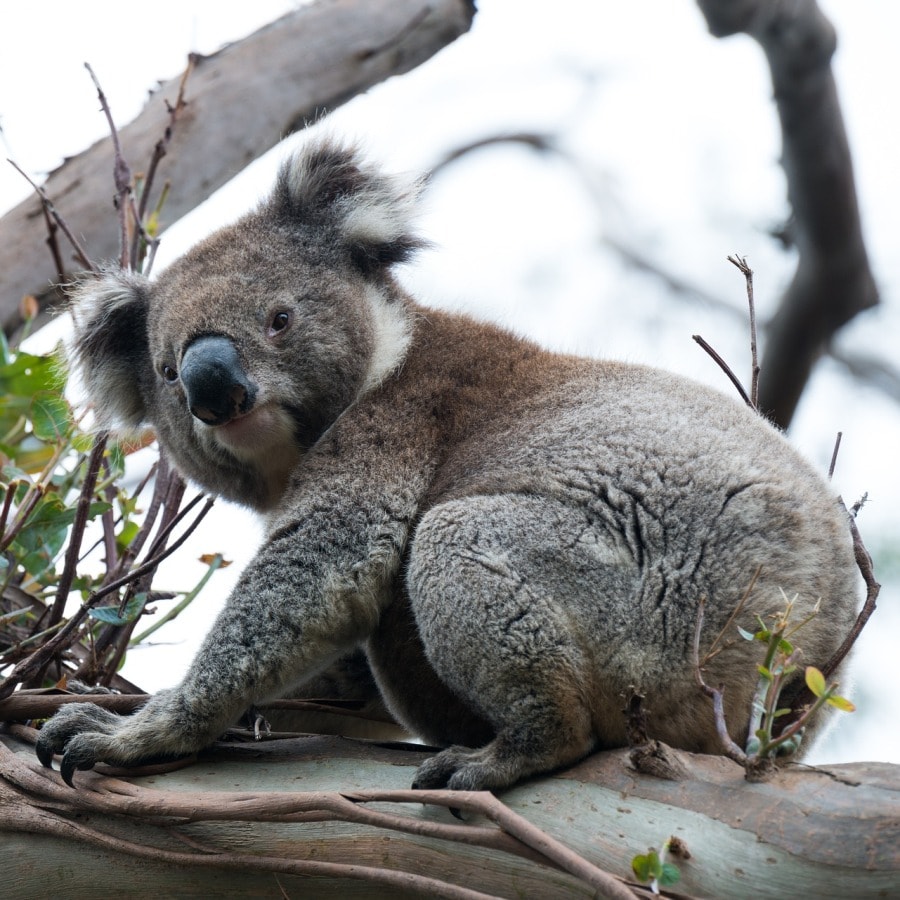 Komik koala