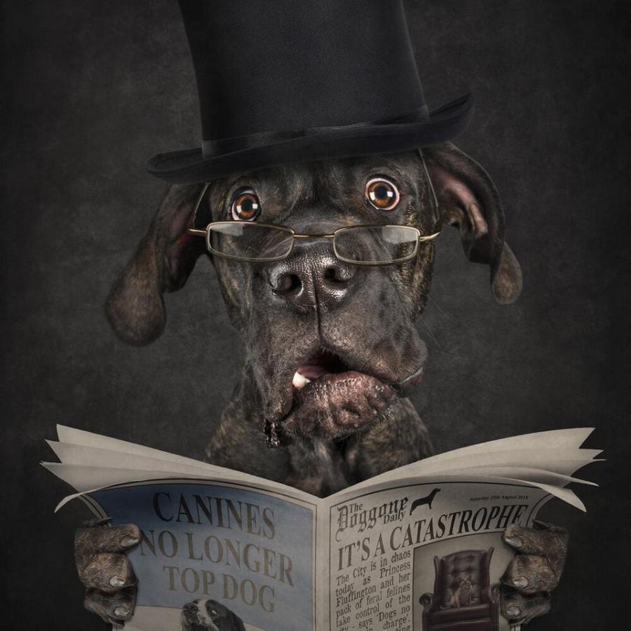 Komik Köpek Profil Resmi