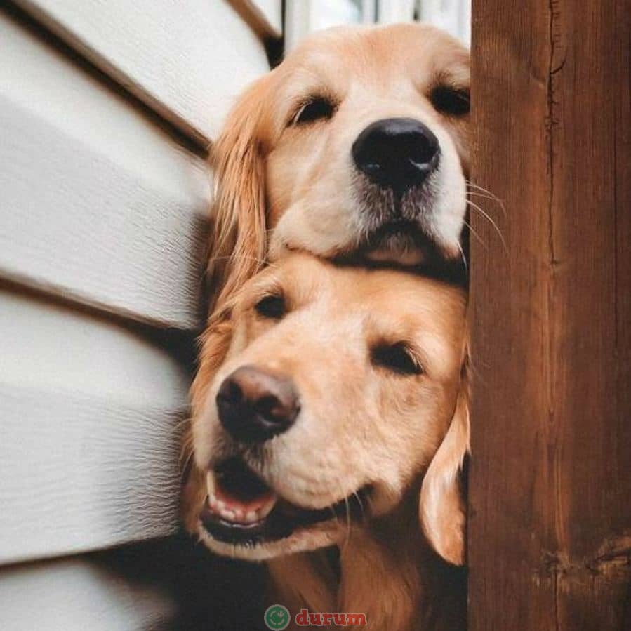 Komik köpek resmi