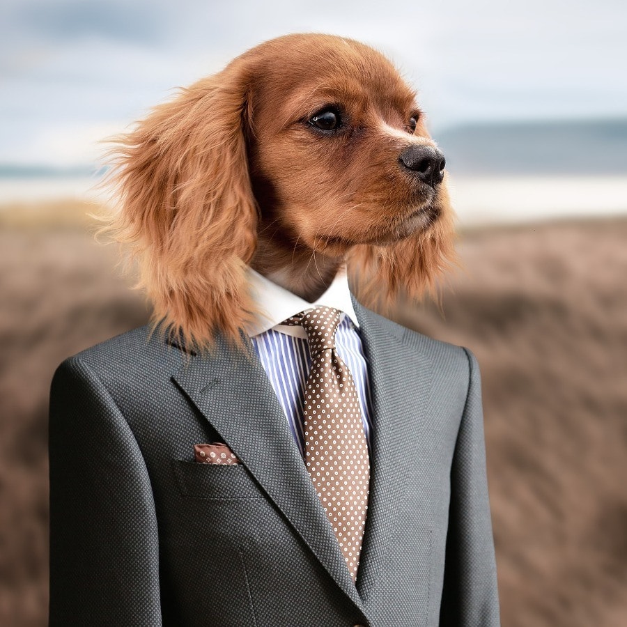 Komik Köpek Whatsapp Profil Fotograflari