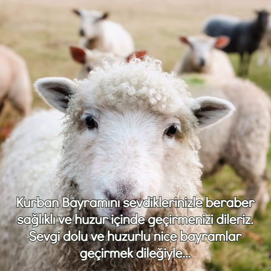Kurban Bayramı Tebrikleri