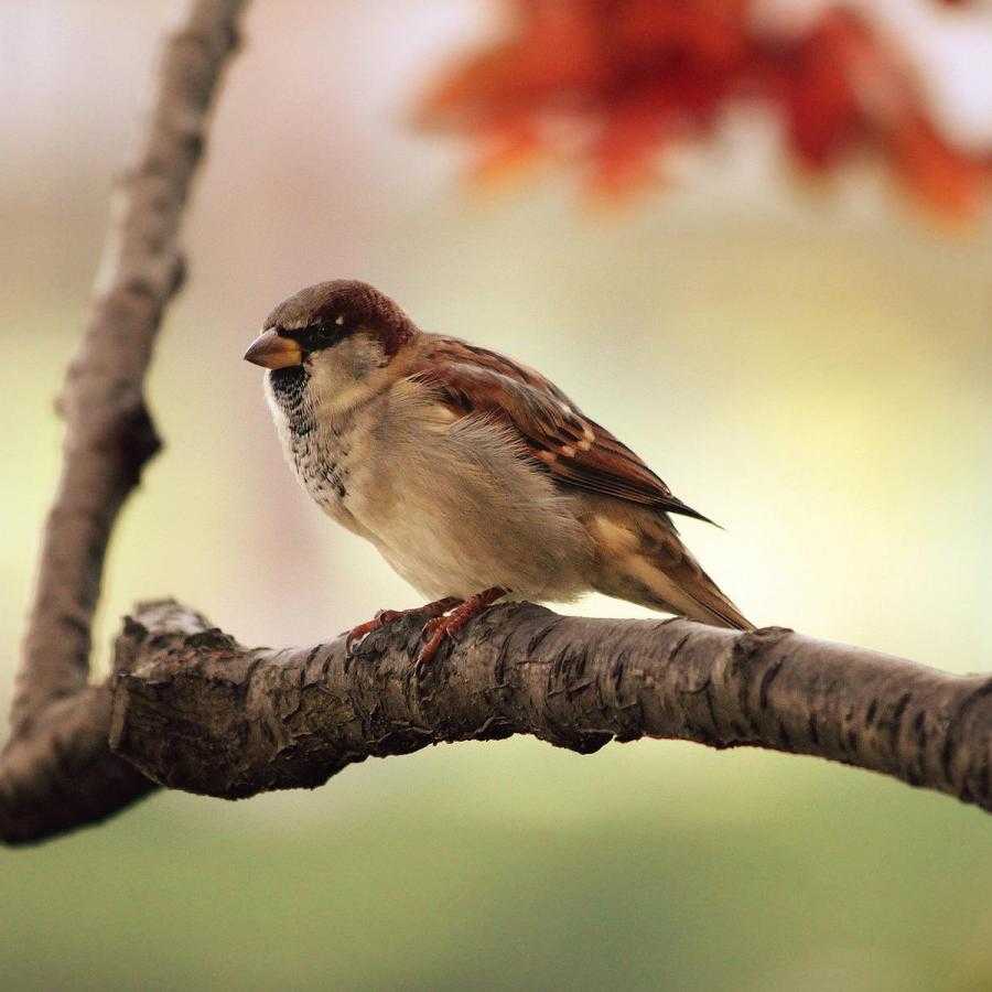 kuş resimleri