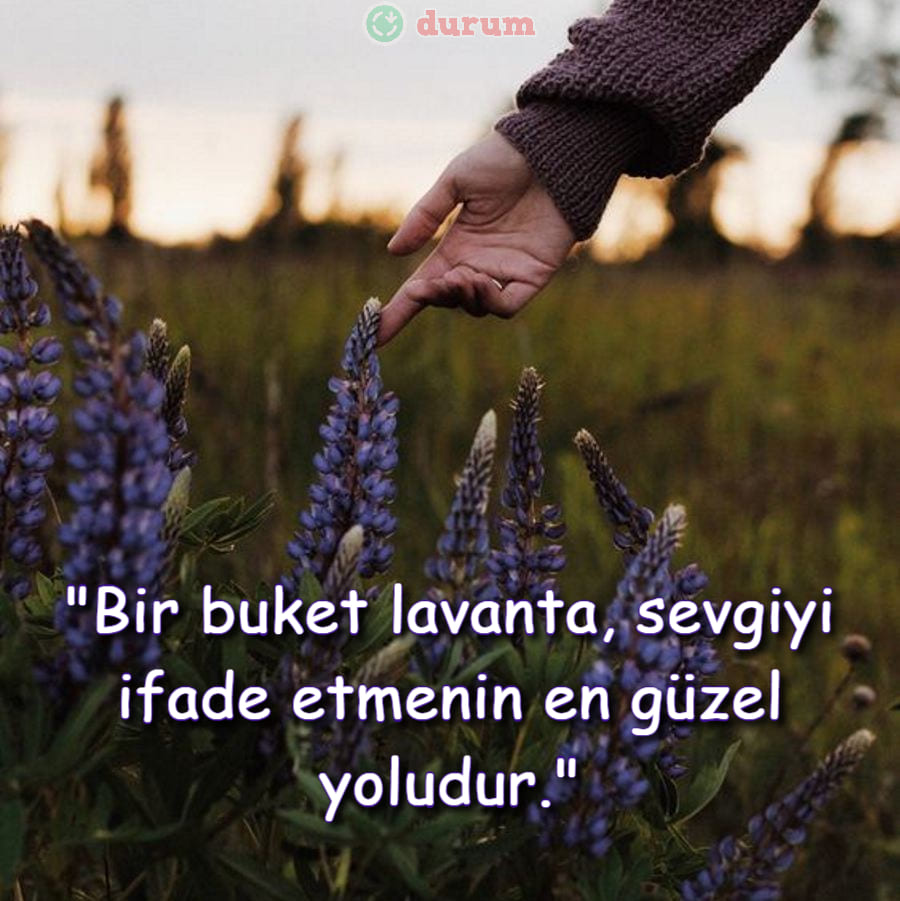 Lavanta İle İlgili Resimli Sözler