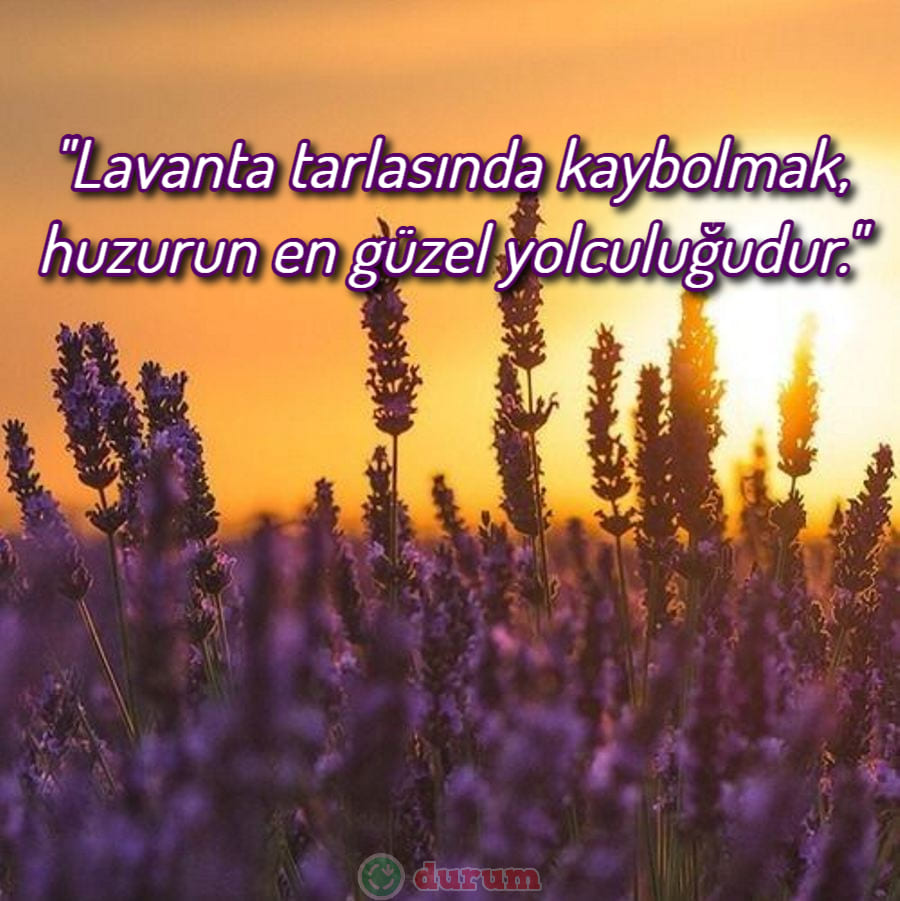 Lavanta İle İlgili Sözler anlamli