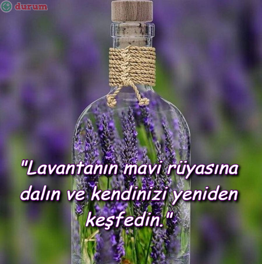 Lavanta İle İlgili Sözler guzel
