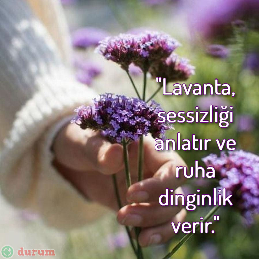 Lavanta İle İlgili Sözler indir