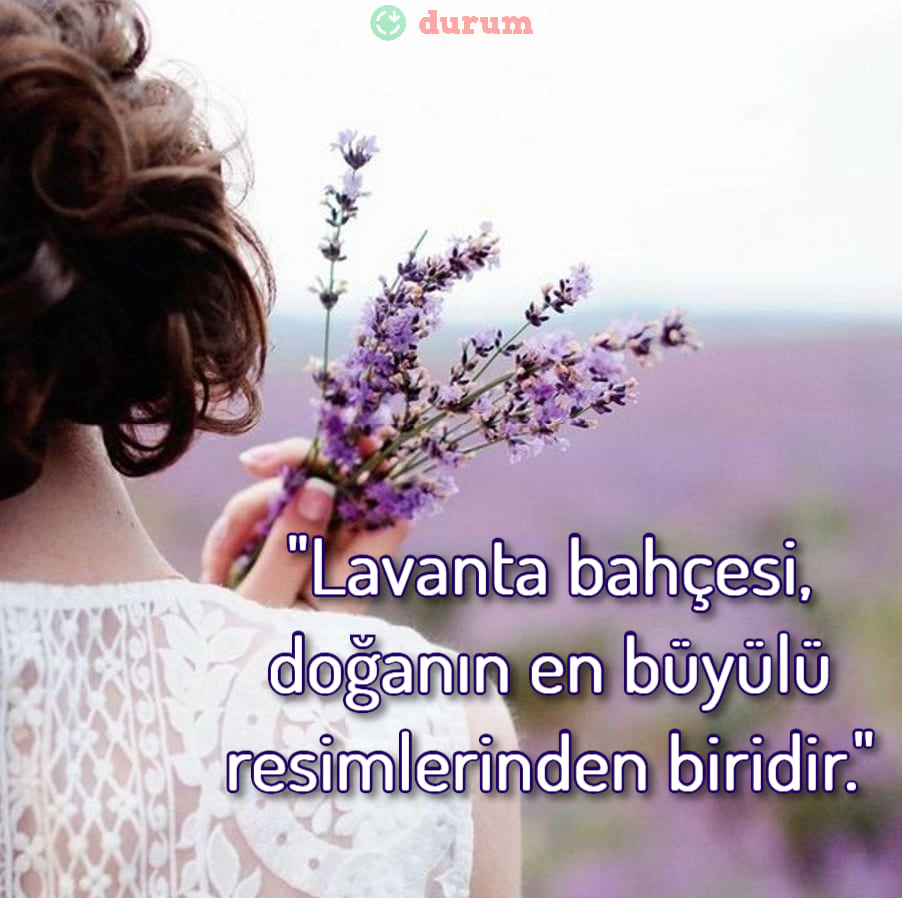 Lavanta İle İlgili Sözler yeni