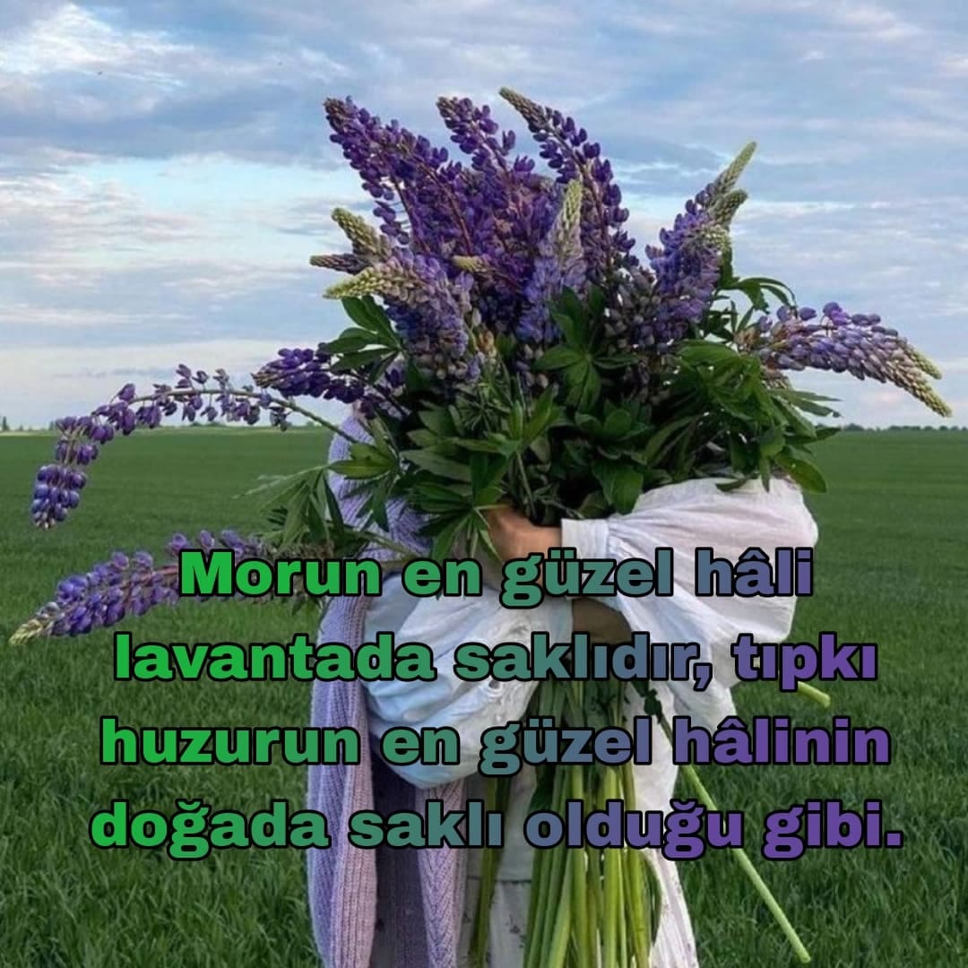 Lavanta Kokulu Sözler
