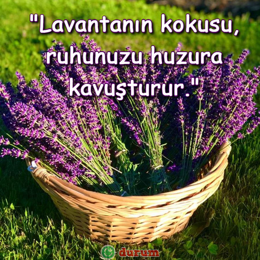 Lavanta Sözleri