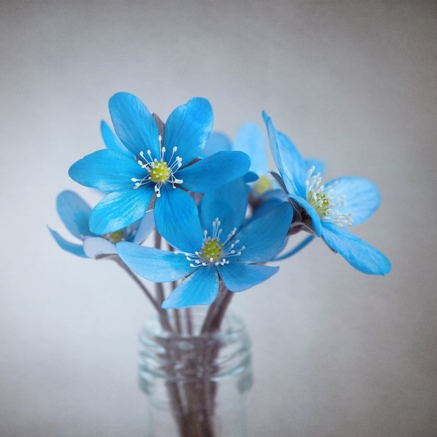 Mavi Çiçek Resimleri İndir