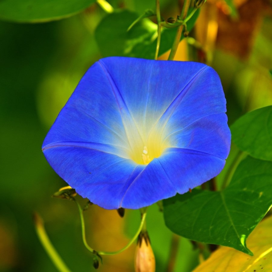 Mavi İşıklı Çiçek