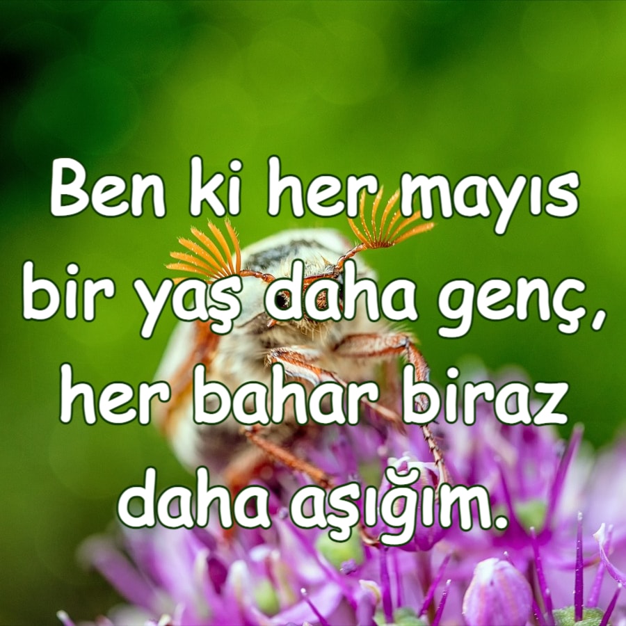 Mayıs Ayı aşk ayı