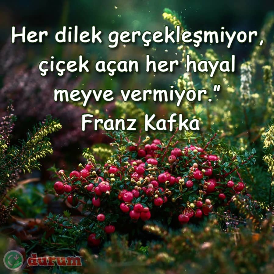 Meyve ile ilgili ata sözleri