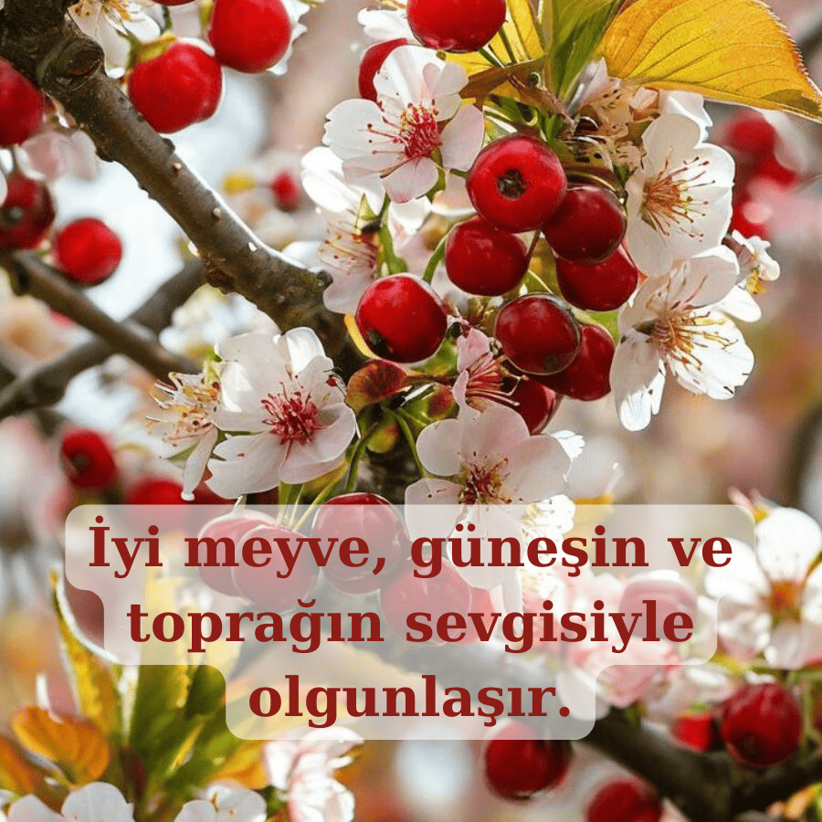 Meyve ile ilgili sözler yenı