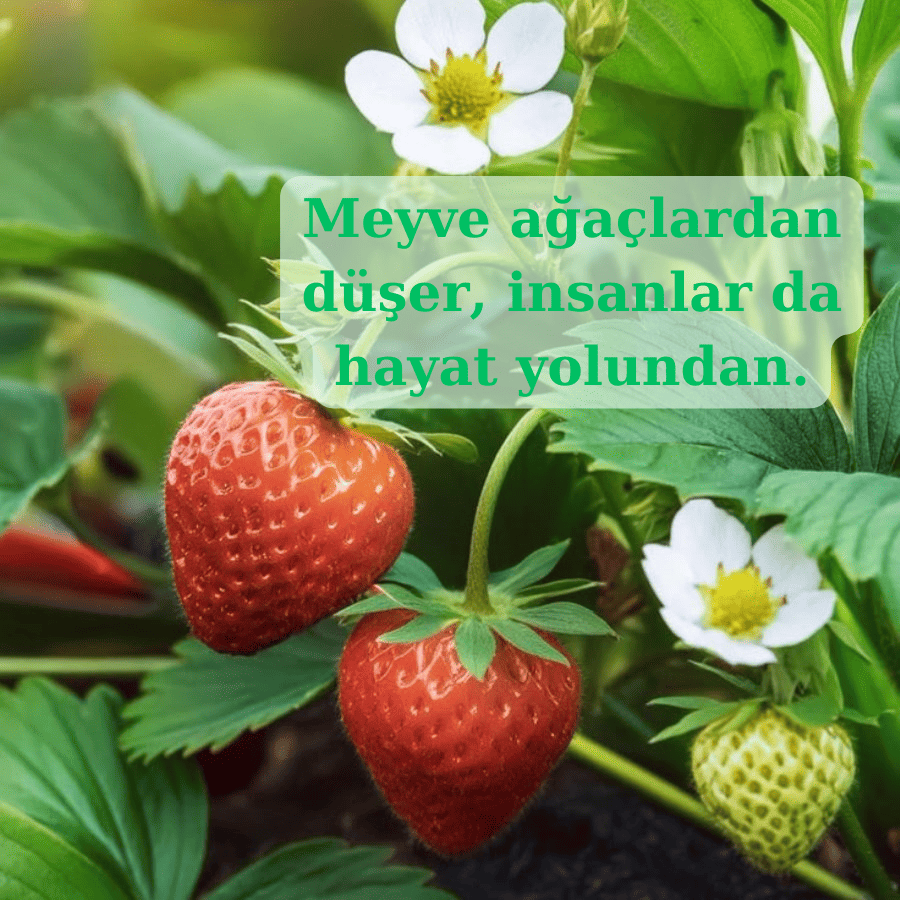 Meyveye aıt sözler