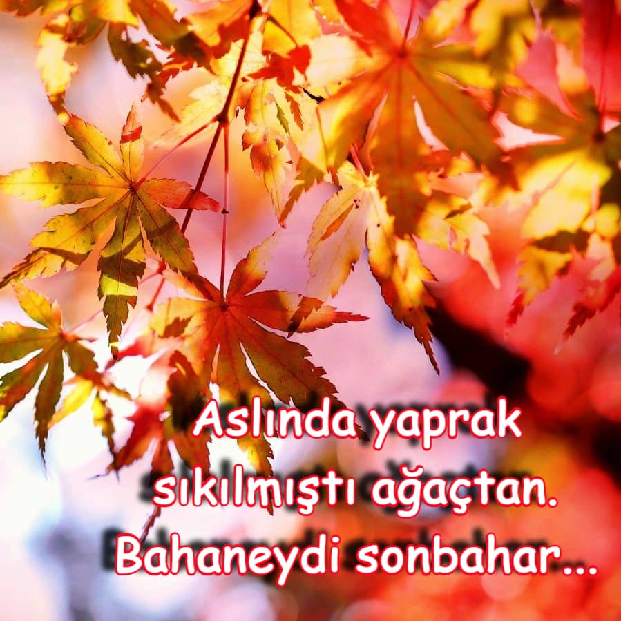 Neşeli Kasım Ayı İle İlgili Sözler