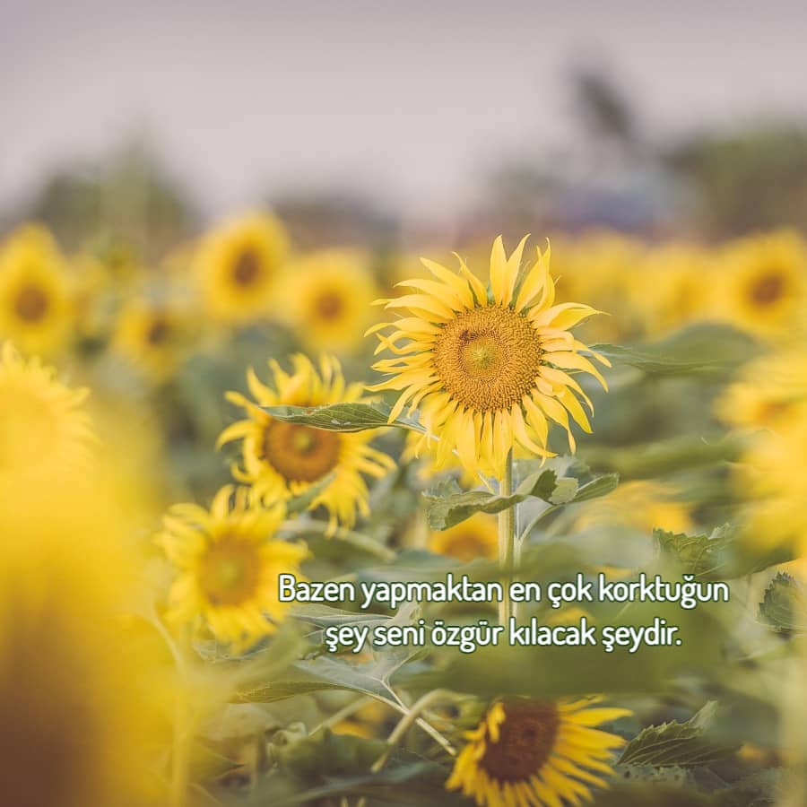 papatya üzeri yazı