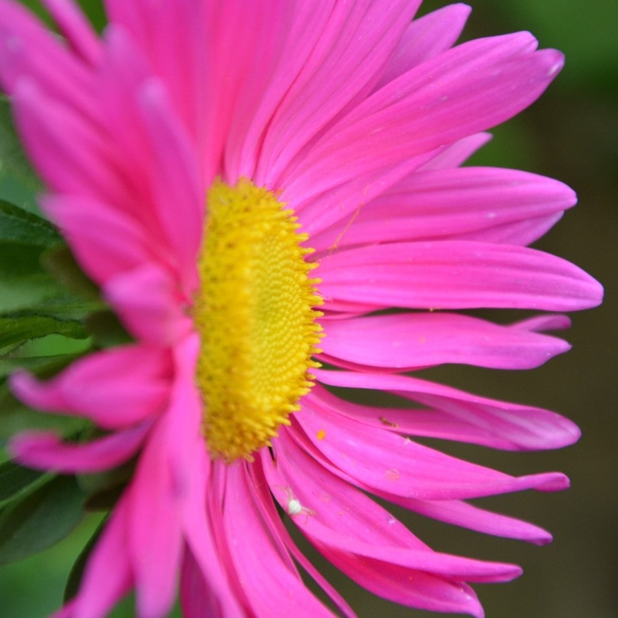 Pembe Papatya