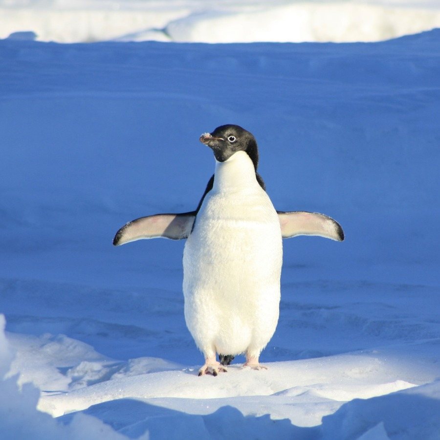 penguen resmi indir