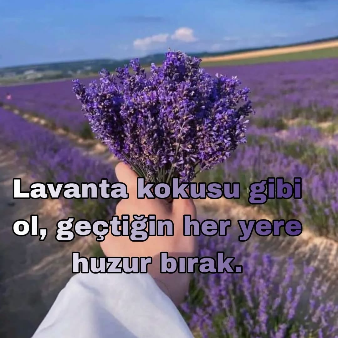 Sevgi Dolu Lavanta Sözleri