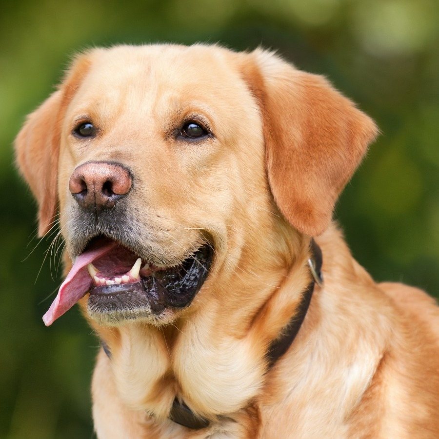 sevimli köpek
